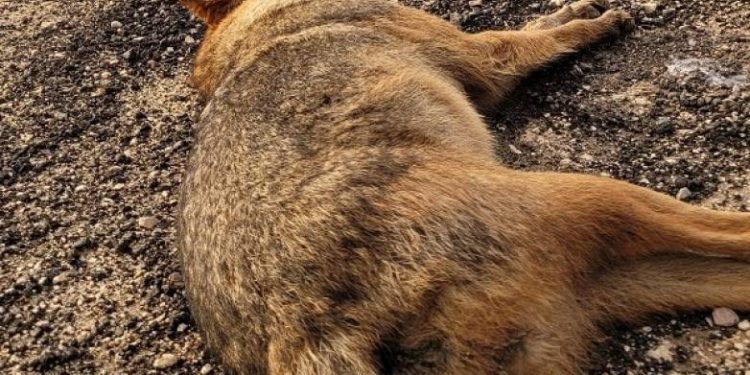 ΟΙΚΙΠΑ – Στροφυλιά: Εντοπίστηκαν δηλητηριασμένα τσακάλια – ΦΩΤΟ – ΒΙΝΤΕΟ