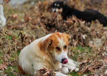 Για πρώτη φορά συλλήψεις για κακοποίηση ζώων – «Ο νόμος τηρείται από όλους»