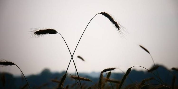 Ζημιές σε σιτηρά: Τι αποζημιώνει ο ΕΛΓΑ και τι παραπέμπεται σε ΠΣΕΑ