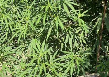 Αχαΐα: 4 μέτρα τα χασισόδεντρα σε χωριό του Ερυμάνθου! Συνελήφθη επ αυτοφώρω ο … καλλιεργητής – ΔΕΙΤΕ ΒΙΝΤΕΟ και ΦΩΤΟ από την επιχείρηση της ΕΛ.ΑΣ.