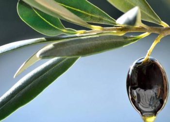 Ελιά: Φόβος για μειωμένη παραγωγή σε Ισπανία και Ιταλία – Οι εκτιμήσεις για Ελλάδα
