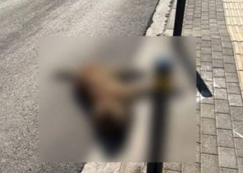 ΣΟΚ σε χωριό της Αχαΐας: Σκότωσε σκύλο με το αυτοκίνητό του και δεν σταμάτησε καν…
