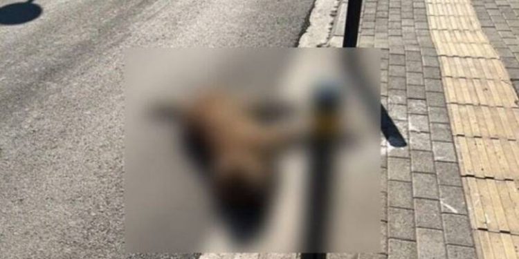 ΣΟΚ σε χωριό της Αχαΐας: Σκότωσε σκύλο με το αυτοκίνητό του και δεν σταμάτησε καν…