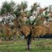 Ενημερωτική εκδήλωση για την Ξυλλέλα που απειλεί τις ελιές