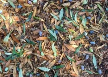 Δυτ. Ελλάδα: Του έκλεψαν το λιοστάσι και δίνει αμοιβή για να βρεθούν οι “ποντικοί”!