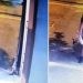 Θεσσαλονίκη: Διδάκτωρ στο ΑΠΘ ο 39χρονος που ποδοπάτησε και σκότωσε το γατάκι