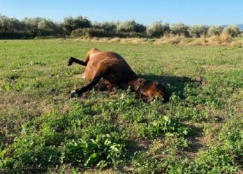 Απίστευτη κτηνωδία στην Αιτωλοακαρνανία: Βρέθηκε και τέταρτο νεκρό άγριο άλογο