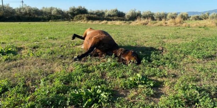 Απίστευτη κτηνωδία στην Αιτωλοακαρνανία: Βρέθηκε και τέταρτο νεκρό άγριο άλογο