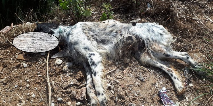 Φρίκη σε χωριό της Δυτικής Αχαΐας: Δηλητηρίασαν επτά σκυλάκια – ΦΩΤΟ