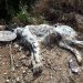 Φρίκη σε χωριό της Δυτικής Αχαΐας: Δηλητηρίασαν επτά σκυλάκια – ΦΩΤΟ