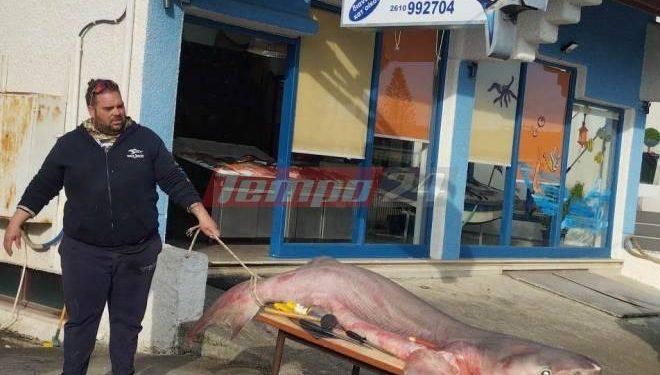 Αχαΐα: Πήγαν για ψάρεμα και γύρισαν με καρχαρία 3 μέτρων! ΦΩΤΟ-ΒΙΝΤΕΟ