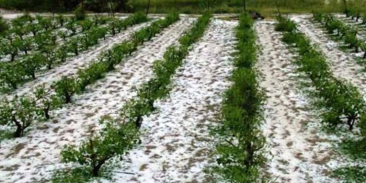 Καταστροφικές χαλαζοπτώσεις στην Ηλεία – Μεγάλες ζημιές σε καλλιέργειες! (ΦΩΤΟ + ΒΙΝΤΕΟ)