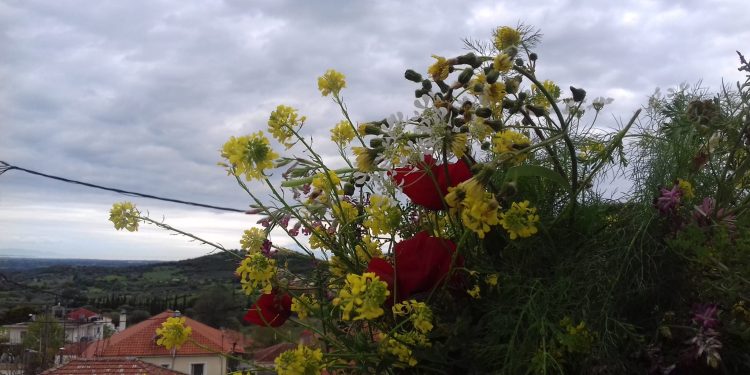 Η φωτογραφία της ημέρας