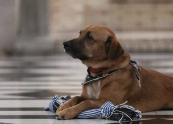 Τελευταίος… και με ταξί έφυγε ο Πίνατ από το Μαξίμου, πάει Πειραιώς το «κομματόσκυλο»