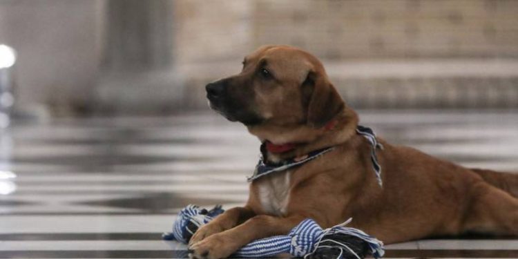 Τελευταίος… και με ταξί έφυγε ο Πίνατ από το Μαξίμου, πάει Πειραιώς το «κομματόσκυλο»