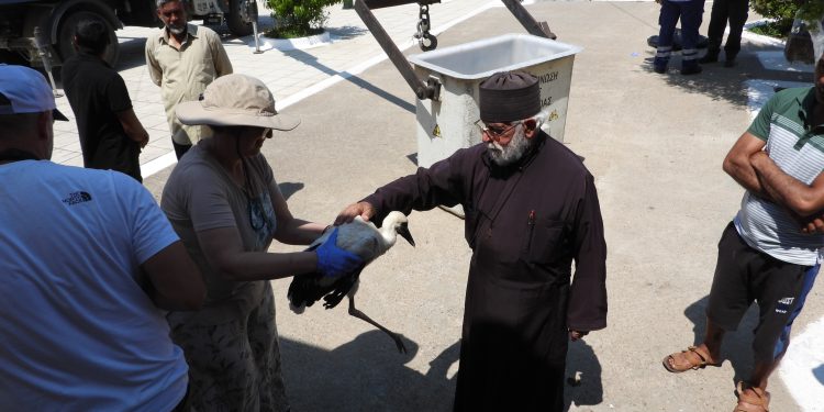 Στροφυλιά: Καμπαναριό εκκλησίας επέλεξε ζευγάρι λευκοπελαργών για τη φωλιά του! ΦΩΤΟ