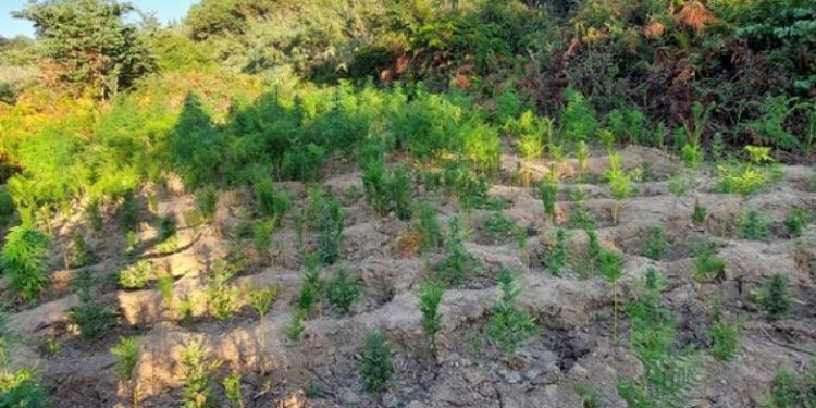 Δυτ. Ελλάδα: Είχε γεμίσει την πλαγιά με χασισόδενδρα (ΦΩΤΟ)