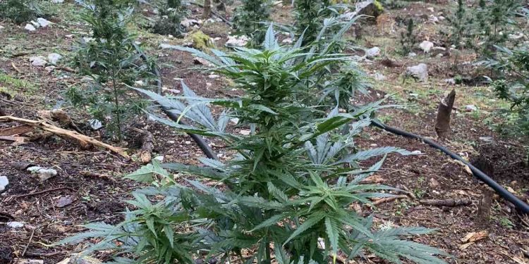 Εντοπίστηκε οργανωμένη φυτεία δενδρυλλίων κάνναβης