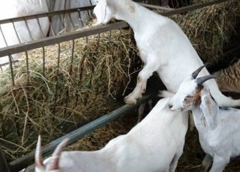 Αχαΐα: Είχε …αδυναμία στις κατσίκες!