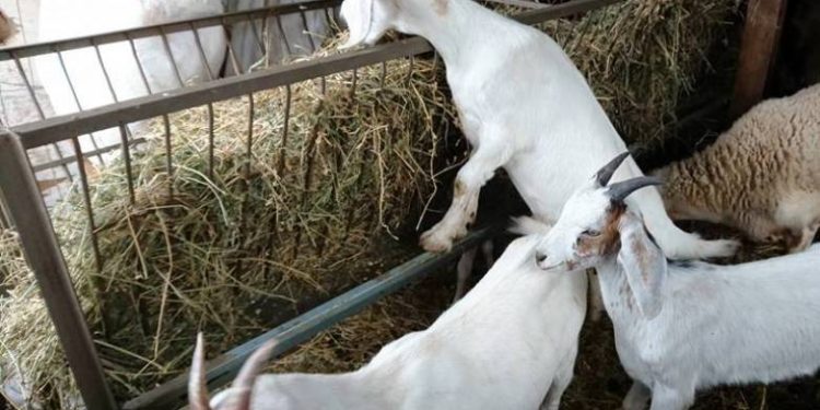 Αχαΐα: Είχε …αδυναμία στις κατσίκες!