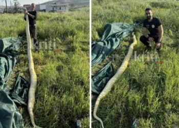 Ηράκλειο: Βρήκαν πύθωνα 5 μέτρων σε χωράφι