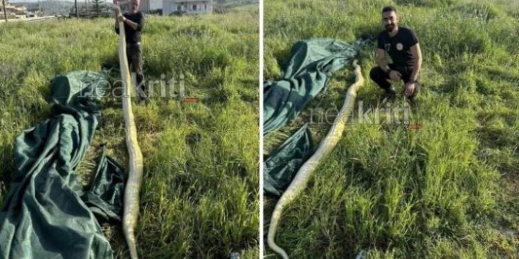 Ηράκλειο: Βρήκαν πύθωνα 5 μέτρων σε χωράφι