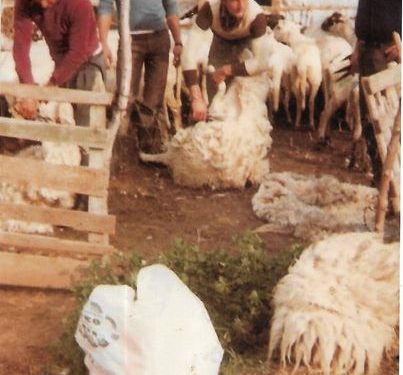 Η “κουρά των προβάτων” και το παραδοσιακό γλέντι στο χωριό!