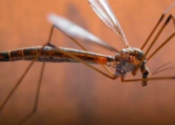 Δυτική Αχαΐα: Τα κουνούπια… ελικόπτερα ταλαιπωρούν κατοίκους – Ζητούν ράντισμα