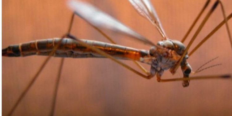 Δυτική Αχαΐα: Τα κουνούπια… ελικόπτερα ταλαιπωρούν κατοίκους – Ζητούν ράντισμα