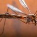 Δυτική Αχαΐα: Τα κουνούπια… ελικόπτερα ταλαιπωρούν κατοίκους – Ζητούν ράντισμα