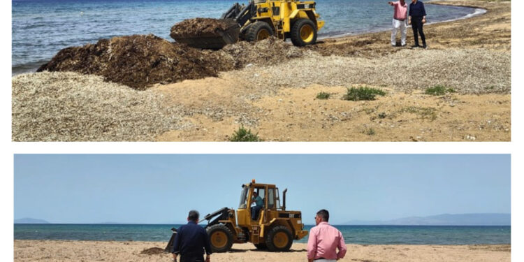 Δυτική Αχαΐα: Στις εργασίες καθαρισμού των παραλιών ο Αλεξόπουλος – Το πριν και το μετά!