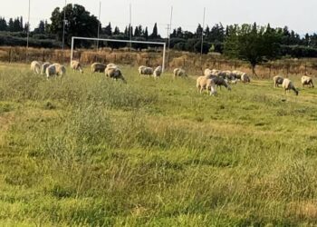 Δυτική Αχαΐα: Διαμαρτυρία της αντιπολίτευσης για την κατάσταση των γηπέδων – “Όχι μόνο φωτογραφίες και μπουγελοσυναυλίες” – ΦΩΤΟ