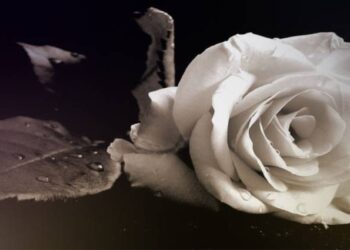 Κάτω Αχαΐα: “Εφυγε” από τη ζωή η Αγγελική Κανελλοπούλου