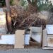 Στο κενό οι εκκλήσεις του Αλεξόπουλου για “ενότητα”