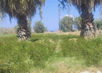 Σύλλογος Αλισσαίων “Πείρος”: “Με δικά μας έξοδα καθαρίζουμε την πλατεία” – Αίτημα στον Δήμο