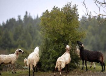 Πανώλη αιγοπροβάτων: Φοβισμένοι οι καταναλωτές – Χαλαρώνουν τα μέτρα από τη Δευτέρα