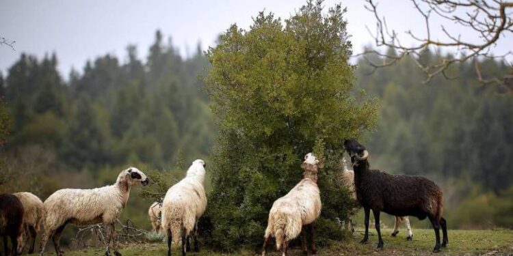 Πανώλη αιγοπροβάτων: Φοβισμένοι οι καταναλωτές – Χαλαρώνουν τα μέτρα από τη Δευτέρα