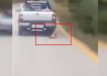 Δυτ. Ελλάδα: 84χρονη συνελήφθη γιατί έσερνε σκύλο με “αγροτικό”