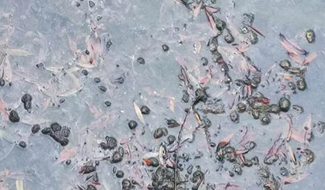 Σύλλογος Αλισσαίων “Πείρος”: Επιστολή σε Δήμο και ΔΕΥΑΔ για λύματα και έντονη δυσοσμία! Φωτογραφίες από το σημείο