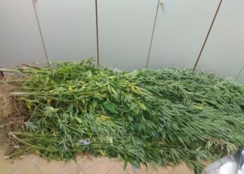 Γνωστός συνδικαλιστής κτηνοτρόφος ο «εγκέφαλος» της σπείρας που καλλιεργούσε κάνναβη στη Μαγνησία – Πώς η Ασφάλεια Πατρών “ξήλωσε” την εγληματική οργάνωση