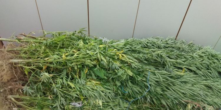 Γνωστός συνδικαλιστής κτηνοτρόφος ο «εγκέφαλος» της σπείρας που καλλιεργούσε κάνναβη στη Μαγνησία – Πώς η Ασφάλεια Πατρών “ξήλωσε” την εγληματική οργάνωση