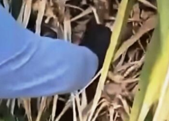 Πάτρα: Ποια η “συμμετοχή” του αστυνομικού στο κύκλωμα διακίνησης ναρκωτικών – ΒΙΝΤΕΟ από τις καβάντζες που εντόπισε το Εσωτερικών Υποθέσεων