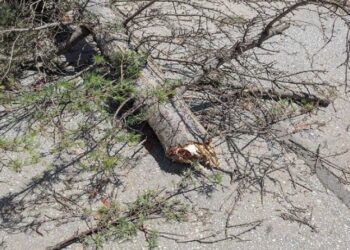 Κακοκαιρία “Bora”: Συναγερμός στην Πυροσβεστική για την Πατρών – Πύργου- Έπεσαν μεγάλα δέντρα στην παλαιά εθνική οδό – Προσοχή στους οδηγούς μέχρι να καθαριστεί ο δρόμος