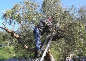 Στο Πανεπιστημιακό Νοσοκομείο της Πάτρας ένας 46χρονος που έπεσε από σκάλα ενώ μάζευε ελιές