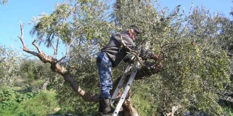 Στο Πανεπιστημιακό Νοσοκομείο της Πάτρας ένας 46χρονος που έπεσε από σκάλα ενώ μάζευε ελιές