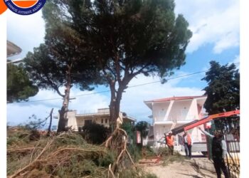 Δημοτικό Σχολείο Αλισσού: Ο δήμος κλάδεψε τα μεγάλα δέντρα – Διευκρινήσεις από τον σύλλογο γονέων