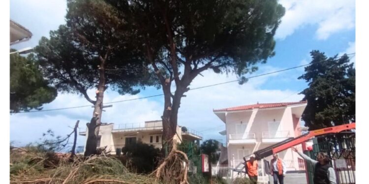 Δημοτικό Σχολείο Αλισσού: Ο δήμος κλάδεψε τα μεγάλα δέντρα – Διευκρινήσεις από τον σύλλογο γονέων