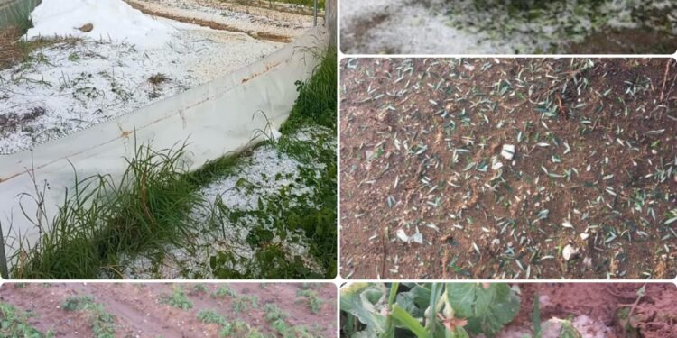 Επιστολή Αλεξόπουλου στον ΕΛΓΑ για άμεση καταγραφή των ζημιών από την χαλαζόπτωση