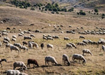 Λακκόπετρα Αχαΐας: Ευλογιά «σαρώνει» 13 κτηνοτροφικές μονάδες με 1.500 ζώα – Συνεχίζονται οι έλεγχοι από την Δ/νση Κτηνιατρικής της ΠΔΕ