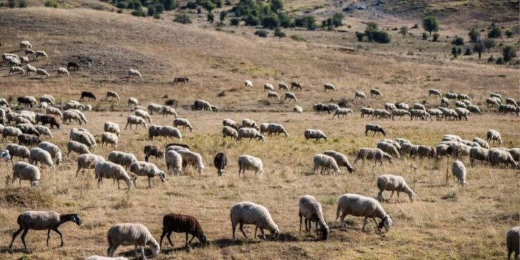 Λακκόπετρα Αχαΐας: Ευλογιά «σαρώνει» 13 κτηνοτροφικές μονάδες με 1.500 ζώα – Συνεχίζονται οι έλεγχοι από την Δ/νση Κτηνιατρικής της ΠΔΕ